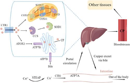 The mechanism of copper homeostasis and its role in disease