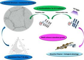 Bioactivation of New Harmonic Titanium Alloy to Improve and Control Cellular Response and Differentiation