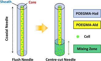 Coaxial extrusion bioprinting of hydrazone crosslinked POEGMA hydrogels: Optimizing needle geometry to achieve improved print quality