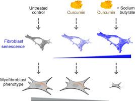 Curcumin and butyrate induce fibroblast senescence without the emergence of fibrosis biomarkers