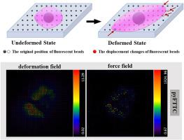 A detailed protocol for cell force measurement by traction force microscopy