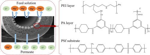 Positively charged thin-film composite hollow fiber nanofiltration membrane via interfacial polymerization and branch polyethyleneimine modification for Mg2+/Li+ separation