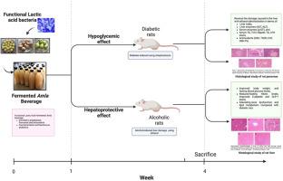 Hepatoprotective and hypoglycemic effect of lactic acid fermented Indian Gooseberry-Amla beverage on chronic alcohol-induced liver damage and diabetes in rats