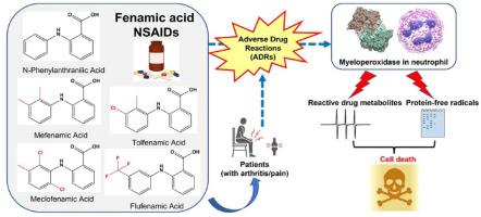 The oxidation of fenamic acid NSAIDs by neutrophil myeloperoxidase produces toxic reactive metabolites that induce leukemic cell death