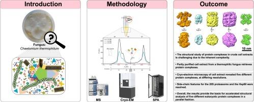 Cryo-EM of a heterogeneous biochemical fraction elucidates multiple protein complexes from a multicellular thermophilic eukaryote