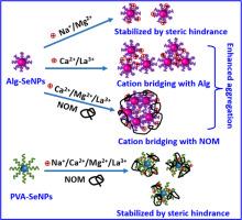 Aggregation and stability of selenium nanoparticles: Complex roles of surface coating, electrolytes and natural organic matter