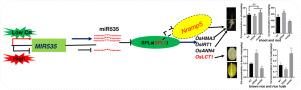 Cadmium induced a non-coding RNA microRNA535 mediates Cd accumulation in rice