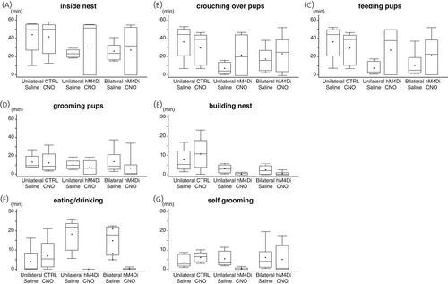 Sexually dimorphic oxytocin receptor-expressing (OXTR) neurons in the anteroventral periventricular nucleus (AVPV) in the postpartum female mouse are involved in maternal behavior