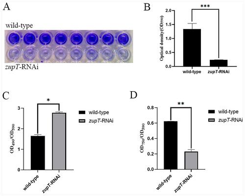 Effect of the zinc transporter ZupT on the virulence mechanisms of mesophilic Aeromonas salmonicida SRW-OG1