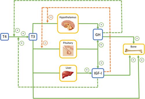 Hierarchies in the energy budget: Thyroid hormones and the evolution of human life history patterns