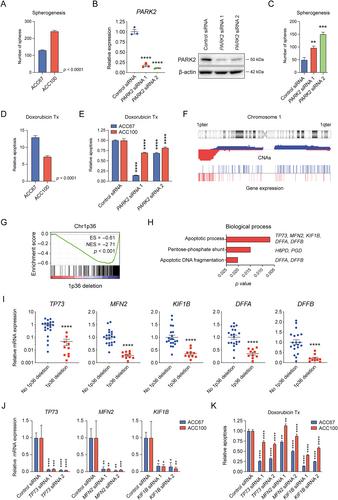 Comprehensive molecular characterization of adenoid cystic carcinoma reveals tumor suppressors as novel drivers and prognostic biomarkers