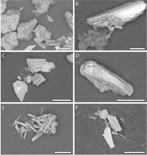 Foraging on sand particles: Coatings of soft radular teeth (Paludomidae, Gastropoda, Mollusca)