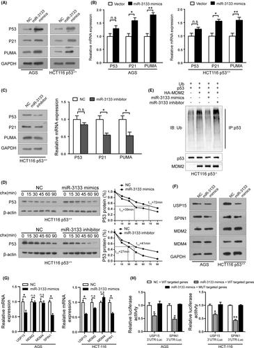 miR-3133 inhibits gastrointestinal cancer progression through activation of Hippo and p53 signalling pathways via multi-targets