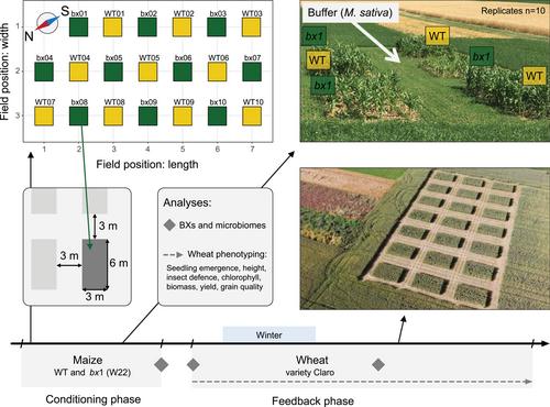 Soil chemical and microbial gradients determine accumulation of root-exuded secondary metabolites and plant–soil feedbacks in the field