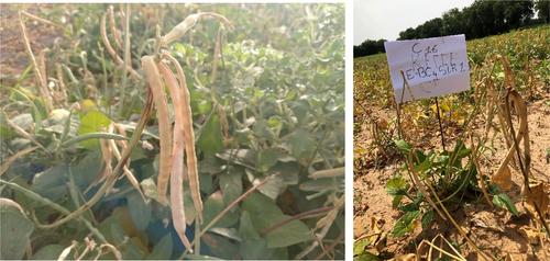 Dual-purpose crops for grain and fodder to improve nutrition security in semi-arid sub-Saharan Africa: A review