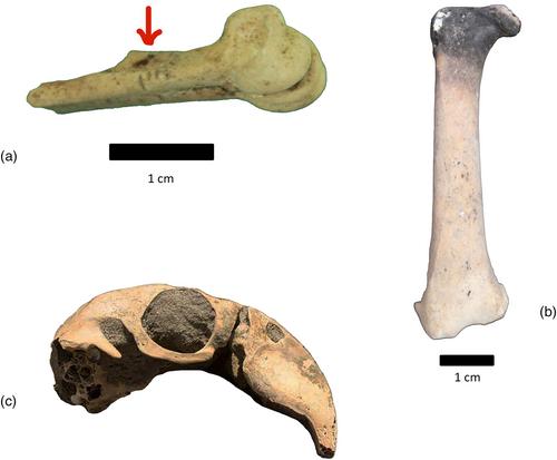 Birds among the Moche of northern Peru: Examining food, environment, and ritual through avian taxa from Huaca Colorada (600–900 CE)