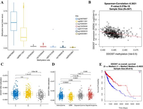 An immune-related multi-omics analysis of dolichyl-diphosphooligosaccharide protein glycosyltransferase in glioma: Prognostic value exploration and competitive endogenous RNA network identification