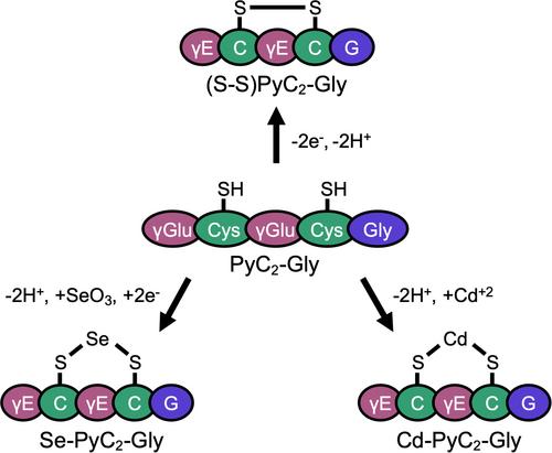 Discovery of phytochelatins in human urine: Evidence for function in selenium disposition and protection against cadmium