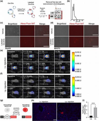 Extracellular vesicle-mediated protein delivery to the liver