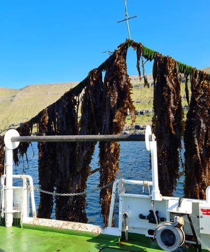 Time to Include Blue Carbon from Seaweed in Voluntary Carbon Removal Certification
      Il est temps d'inclure le carbone bleu des algues dans la certification volontaire des absorptions de carbone
      Es ist an der Zeit, blauen Kohlenstoff aus Meeresalgen in die freiwillige Zertifizierung des Kohlenstoffabbaus aufzunehmen