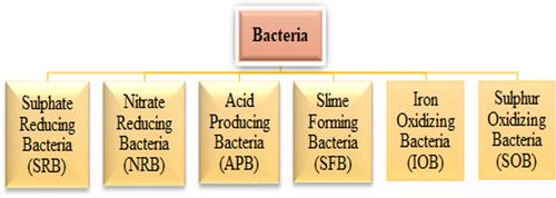 An Overview of Microbiologically Influenced Corrosion on Stainless Steel