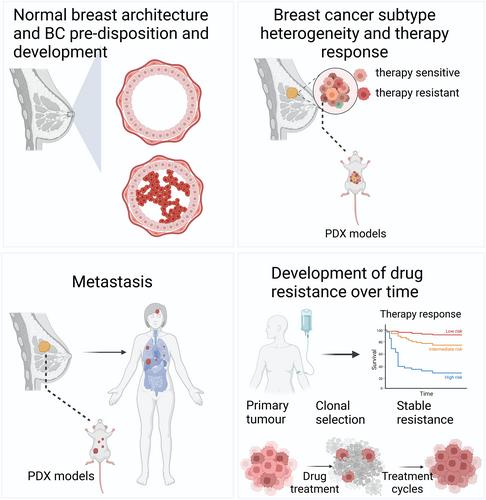 Implications of tumour heterogeneity on cancer evolution and therapy resistance: lessons from breast cancer