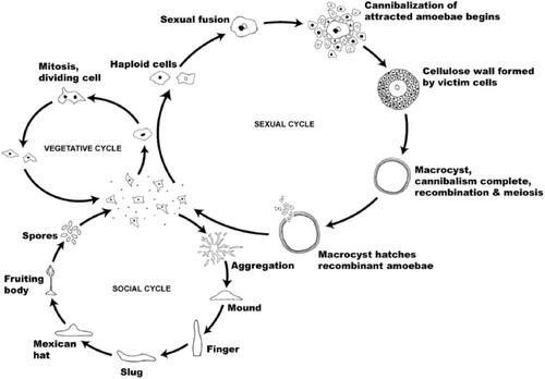 Circulation as a Visual Practice**