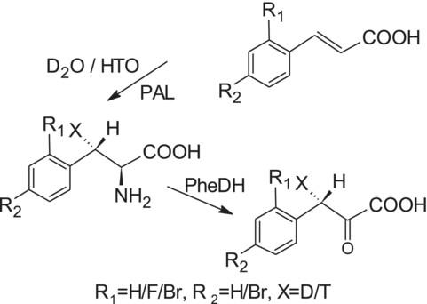 Enzymatic synthesis of halogen derivatives of L-phenylalanine and phenylpyruvic acid stereoselectively labeled with hydrogen isotopes in the side chain