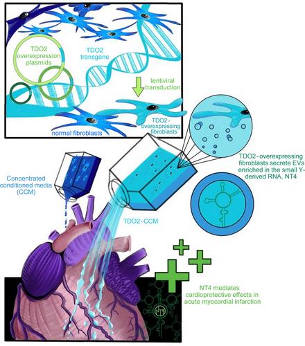 A commentary on: TDO2-augmented fibroblasts secrete EVs enriched in immunomodulatory Y-derived small RNA