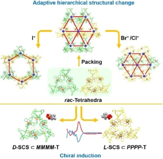 Anion-Regulated Hierarchical Self-Assembly and Chiral Induction of Metallo-Tetrahedra