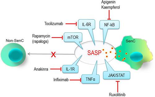 Challenges in anti-aging medicine–trends in biomarker discovery and therapeutic interventions for a healthy lifespan