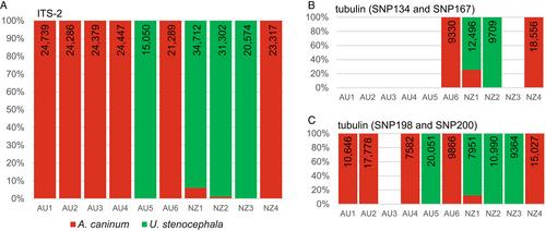 Unambiguous identification of Ancylostoma caninum and Uncinaria stenocephala in Australian and New Zealand dogs from faecal samples