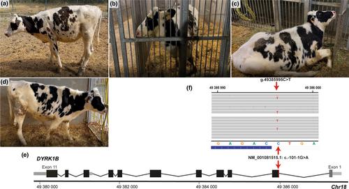 DYRK1B haploinsufficiency in a Holstein cattle with epilepsy