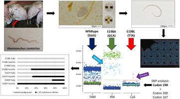 Development of a three-colour digital PCR for early and quantitative detection of benzimidazole resistance-associated single nucleotide polymorphisms in Haemonchus contortus