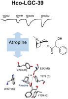 The Haemonchus contortus LGC-39 subunit is a novel subtype of an acetylcholine-gated chloride channel