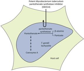 Pantothenate biosynthesis in Toxoplasma gondii tachyzoites is not a drug target