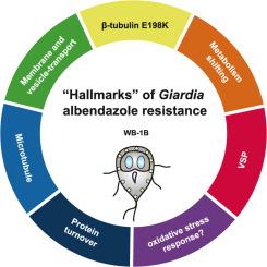 Transcriptomic analysis of albendazole resistance in human diarrheal parasite Giardia duodenalis