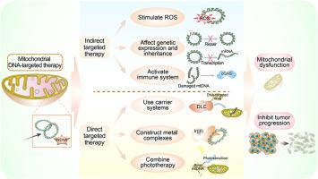 Mitochondrial DNA-targeted therapy: A novel approach to combat cancer