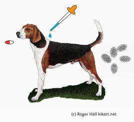 Multiple anthelmintic drug resistant Ancylostoma caninum in foxhounds