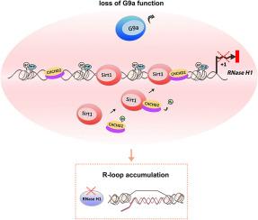 The CHCHD2/Sirt1 corepressors involve in G9a-mediated regulation of RNase H1 expression to control R-loop