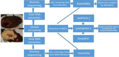 Metagenomic and metatranscriptomic exploration of the Egyptian Red Sea sponge Theonella sp. associated microbial community