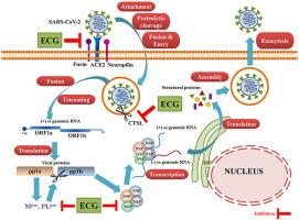 In silico study unfolds inhibitory potential of epicatechin gallate against SARS-CoV-2 entry and replication within the host cell