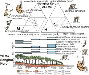 Ecological polarities of African Miocene apes