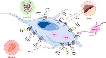 Central and peripheral mechanisms involved in the control of GnRH neuronal function by metabolic factors