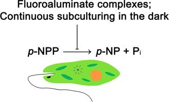 Euglena gracilis: Biochemical properties of a membrane bound ecto-phosphatase activity modulated by fluoroaluminate complexes and different trophic conditions