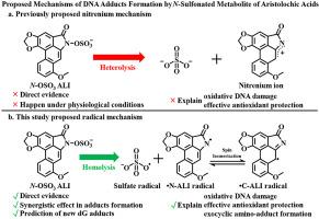 An unprecedented free radical mechanism for the formation of DNA adducts by the carcinogenic N-sulfonated metabolite of aristolochic acids