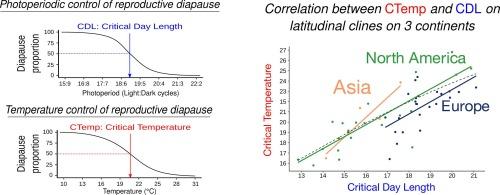 Clinal variation in the temperature and photoperiodic control of reproductive diapause in Drosophila montana females