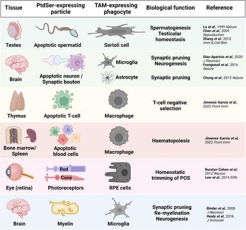 TAM receptors in phagocytosis: Beyond the mere internalization of particles