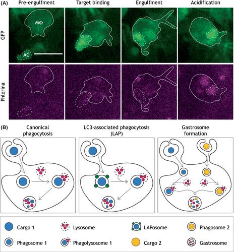 Understanding the diversity and dynamics of in vivo efferocytosis: Insights from the fly embryo