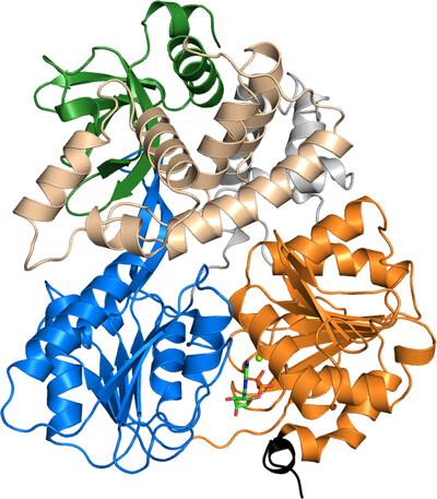 Crystal structure of Prp16 in complex with ADP